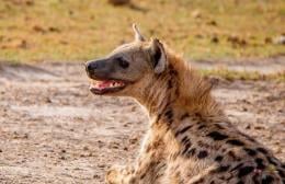 File image of a hyena.